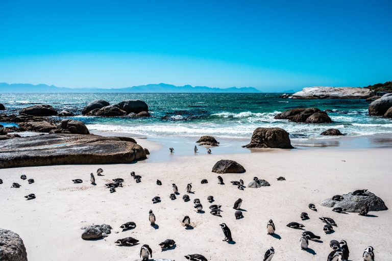 Mehr über den Artikel erfahren Südafrika – Februar 2022
